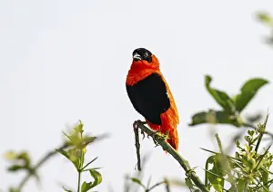 Prints of Fire weaver (Euplectes franciscanus), red bird sitting on a branch, Murchison Falls National Park, Western Region, Uganda Related Prints: Fire Weaver Print: Red Bird in Murchison Falls, Uganda