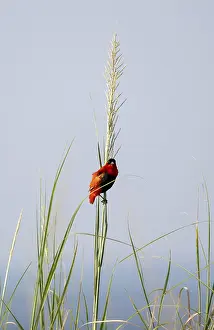 Passerine Wildlife Photography Prints: Fire weaver (Euplectes franciscanus)