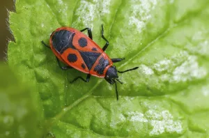 Images Dated 7th April 2024: Firebug Print, Pyrrhocoris apterus Insect