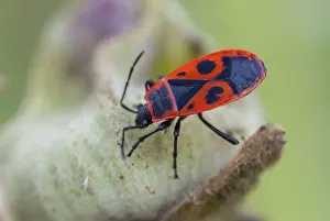 Firebug Insect Prints: Firebug, common fire bug, Pyrrhocoris apterus
