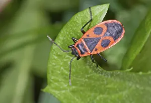 Wildlife Photography Nature Prints: A firebug (Pyrrhocoris apterus) sits on a leaf