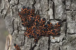 True Bug Reproduction Prints: Two firebugs mating and walking backwards