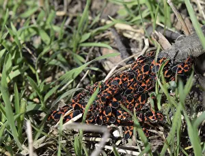 True Bug Reproduction Prints: Firebugs mating and walking backwards