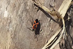 Macro Insect Photography Prints: Two firebugs mating and walking backwards