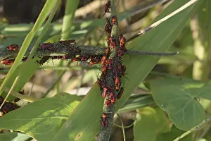 Wildlife Macro Photography Prints: Firebugs mating and walking backwards