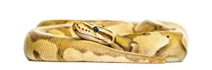 Studio Shot Reptile Prints: Firefly python, isolated on white