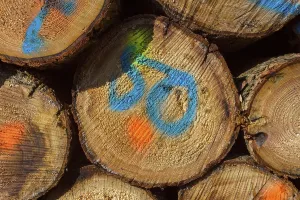 Firewood Stack Prints: Firewood Stack with Colored Markers
