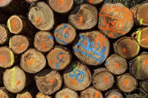 Deserted German Forest Prints: Firewood Stack with Colored Markers