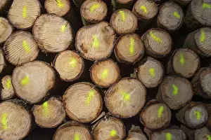 Firewood Stack Prints: Firewood Stack with Colored Markers