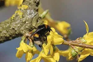 Empty Landscape With Blooming Flowers Prints: One of the first bumblebees of the year