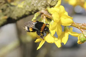 Uninhabited Landscape With Blooms Prints: One of the first bumblebees of the year