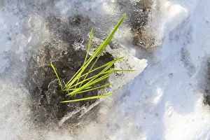 Early Flowering Plant Prints: The first plants warmed by the spring sun