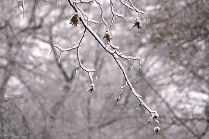 Deserted German Landscape Winter Prints: First snow on branches of trees