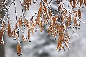 Europe Winter Scenery Prints: First snow on branches of trees