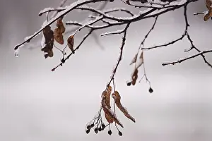 Central European Fall Season Prints: First snow on branches of trees
