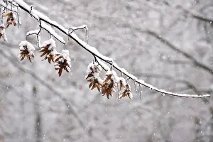 European Autumnal Scene Prints: First snow on branches of trees