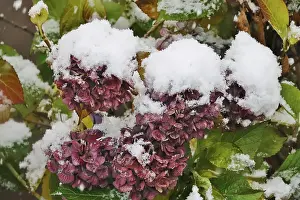 Germany Winter Landscape Prints: First snow, hydrangeas, Germany