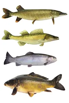 Prints of Fish 145 Common Carp Prints: Fish 145 Print