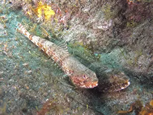 Prints of Two fish, Atlantic lizardfish (Synodus saurus), camouflaged on an algae-covered seabed, Risco Verde dive site, Arinaga, Gran Canaria, Spain, Europe, Atlantic Ocean Lizardfish Prints: Atlantic Lizardfish Print, Gran Canaria Seabed