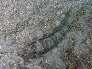 Prints of Two fish, Atlantic lizardfish (Synodus saurus), lie well camouflaged on the sandy seabed, Risco Verde dive site, Arinaga, Gran Canaria, Spain, Europe, Atlantic Ocean Lizardfish Prints: Atlantic Lizardfish on Sandy Seabed Print