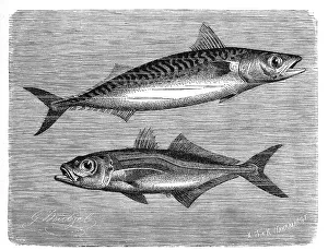 Atlantic Mackerel Print, 19th Century Restoration