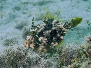 Bony Fish Species Prints: A fish with a camouflage pattern