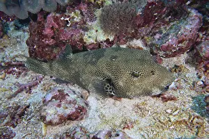 Images Dated 18th July 2024: Giant Pufferfish Print