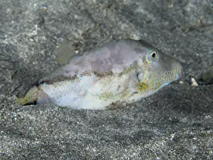 Pufferfish Prints: Pointed-Head Pufferfish Print, Tenerife, Canary Islands