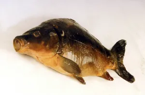 Common Carp Prints: Fish dead