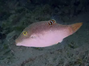 Images Dated 2nd August 2024: Peters' Pufferfish Print