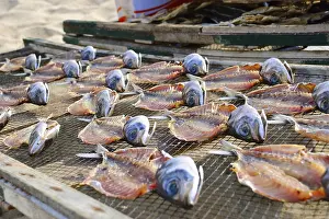 Stockfish Drying Process Prints: Fish drying outside, closeup