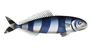 Historical Fish Illustration Prints: Fish, Fish, Group of perch relatives