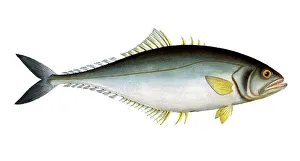 Digitally Restored Print of Scomber Saliens, 19th Century