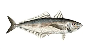 Historical Fish Illustration Prints: Fish, Fish, Group of perch relatives