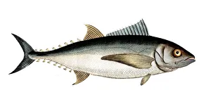 Historical Fish Illustration Prints: Fish, Fish, Group of perch relatives
