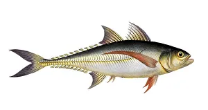 Historical Fish Illustration Prints: Fish, Fish, Group of perch relatives