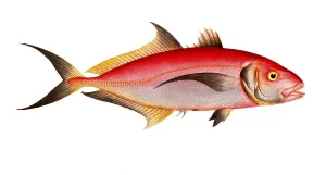 Historical Fish Illustration Prints: Fish, fish, group of perch relatives