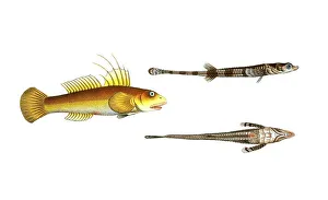 Digitally Restored Woodcuts Prints: Fish, fish, left: Gobius pluemieri