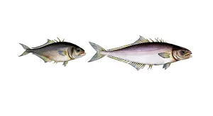 Digital Restoration Work Prints: Fish, fish, left: Group of perch relatives, Scomber calcar, Der Sporn, the Spur-back