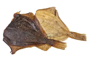 Deserted Studio Background Prints: Fish on an isolated studio background