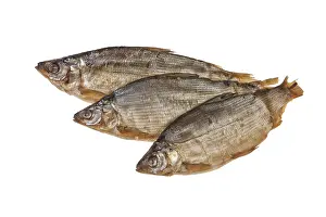 Wild Animal Studio Photo Prints: Fish on an isolated studio background