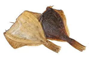 Studio Shot Of A Fish Prints: Fish on an isolated studio background