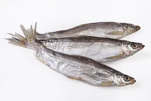 Edible Fish Photography Prints: Fish on an isolated studio background