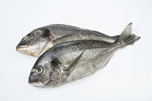 Studio Shot Of Fish Meal Prints: Fish on an isolated white studio background