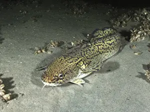 Prints of A fish with a patterned body, burbot, burbot (Lota lota), rudd, on the sandy bottom. Dive site Steilwand, Wallhausen, Lake Constance, Germany Burbot Prints: Burbot on Sandy Bottom Print, Lake Constance, Germany