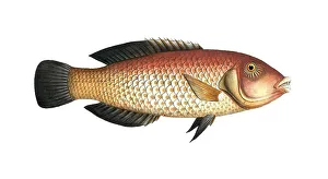 Historical Animal Depiction Prints: Fish, Pisces, Larus melapterus