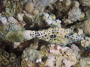 Prints of A fish with a spotted pattern, the script filefish (Aluterus scriptus), camouflaged in a coral reef environment. Dive site House Reef, Mangrove Bay, El Quesir, Red Sea, Egypt Filefish Prints: Script Filefish Print, House Reef, Red Sea
