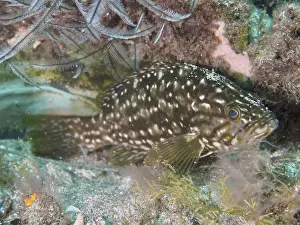 Bony Fish In The Wild Prints: A fish with a white spotted pattern