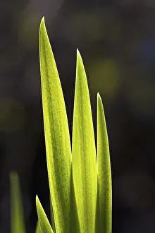 Iridaceae Species Prints: Flag Iris leaves in spring (Iris pseudacorus)