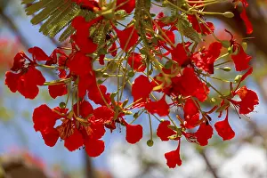 Travel Photography In Namibia Prints: Flame tree (Delonix regia), Namibia